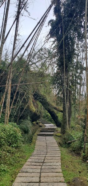 2025-01-18頂湖步道2694204