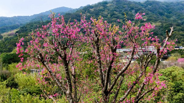 《蝶戀花・賞墨染櫻》2716461