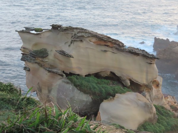 野柳山_駱駝峰稜線_維納斯海岸踏風健走2362531