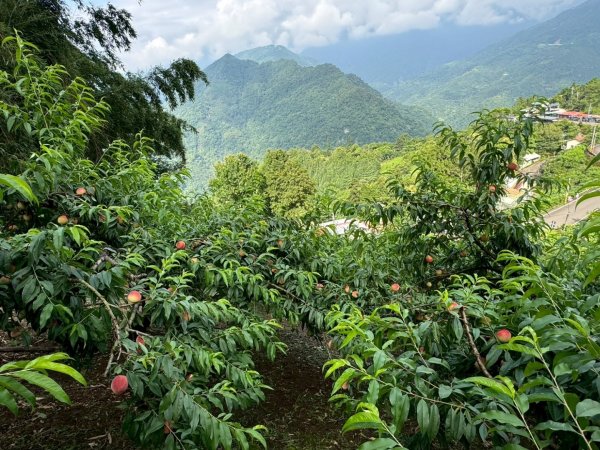 鵝公髻山採桃趣-202505302865296