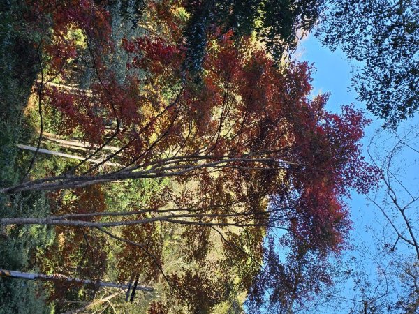 鳶嘴稍來山之楓紅／雲海2974010