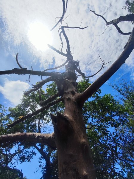 福源山步道-鶯歌大榕樹平台2847765