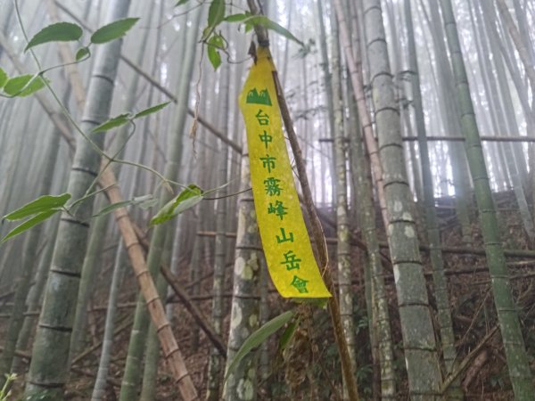 梅山鄉撿山頭2449429