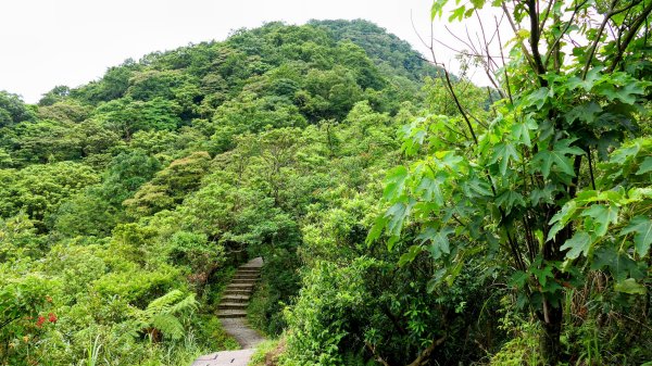 大尖山步道2833791