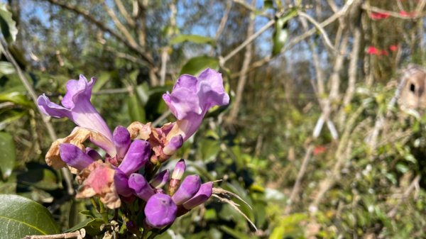 樟之細路-聖關段2686827