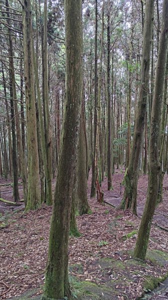 檜山巨木群2917994