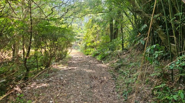 20251011七股山-七股山東北稜-七股山北峰-七股山東北峰-下七股西南-下七股-下七股東北-下七2910566
