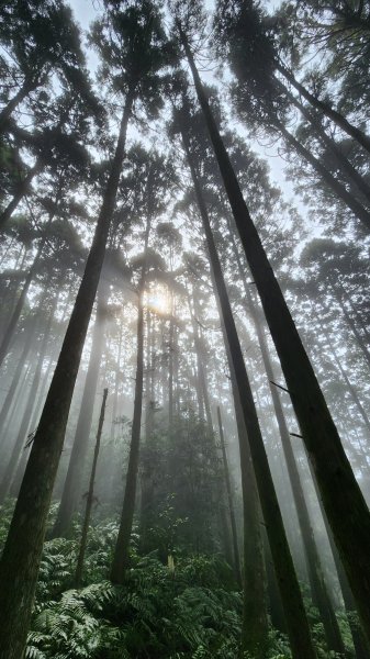 111/12/03新竹縣五峰鄉油羅山、西油羅山1976350