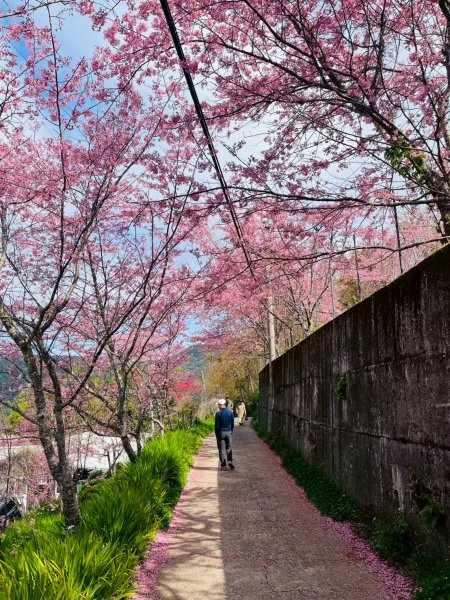 桃園 復興 巴陵 恩愛農場3011881