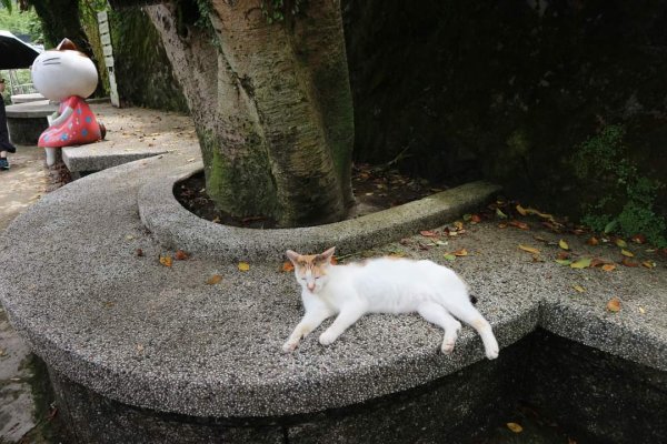 平溪  望古瀑布步道  猴硐貓村 運煤遺址。搭火車去旅行  最小的火車站 被人們忽略的秘境 望古瀑布2186132