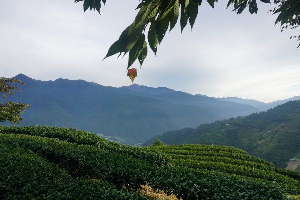 深秋。楓紅1190504