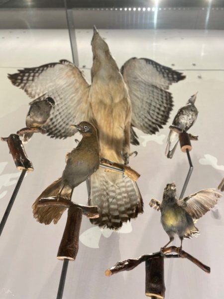 雨天備案💙 台灣博物館的古生代館-台大動植物館免費參觀-北投♨️季2799010