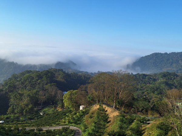 八角崠山+協雲宮櫻花步道202502152712859