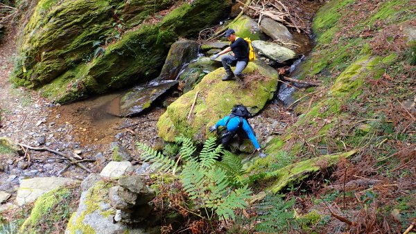 尋幽訪古遊走千年巨木和幻霧美森的樂山林道2882354