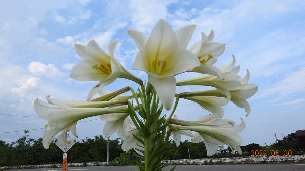 [影片分享]雲山水花鳥蝶 - 天龍國阿伯的日常5/30 & 31