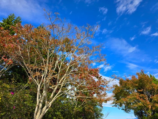 馬那邦山之雲海／雲瀑／楓紅／太陽琉璃光2668290
