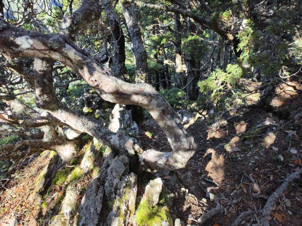 北一段(09/14)南湖東南峰 2025_0906~132887053