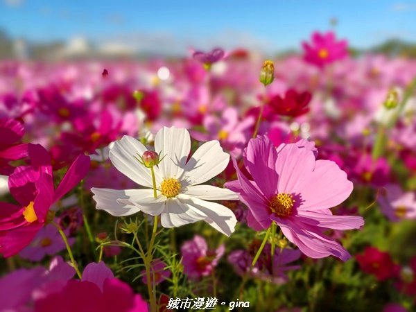 【苗栗銅鑼】健行賞花兩相宜。 銅鑼雙峰山x2023杭菊花季2355297