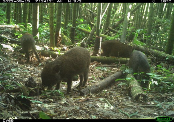 【山林生態】自動相機監測保育成效 野豬群覓食、巧遇黑熊覓食
