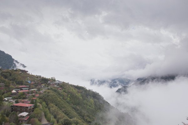 20200310-司馬庫斯神木群步道914328