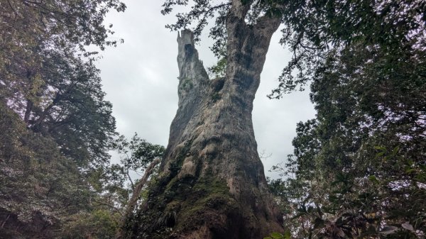 北得拉曼巨木步道2695495