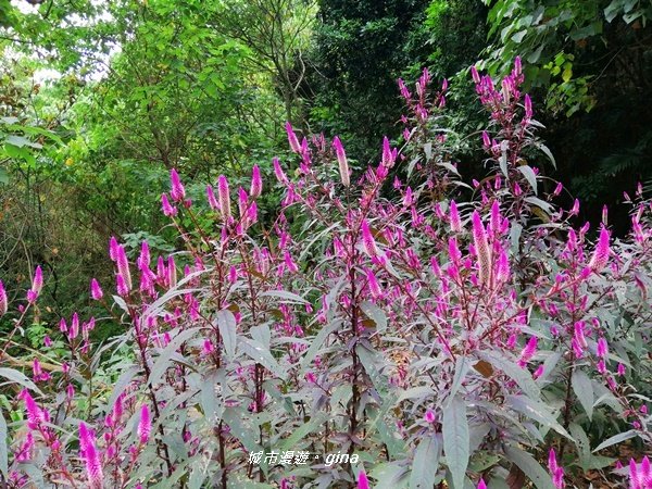 台中~蒼鬱森林芬多精~聚興山新田登山步道1258889