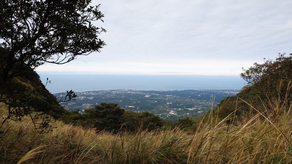20260125 陽明山前後山健行(無極天元宮~山仔頂步道.向天池.向天山.面天山.二子坪)2998016