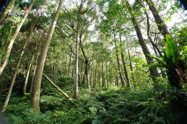 桃園 復興 牌子山、金平山2952214