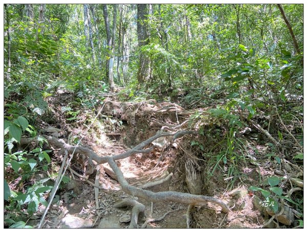 卡拉莫基步道、哈盆古道、波露南山 連走3094790