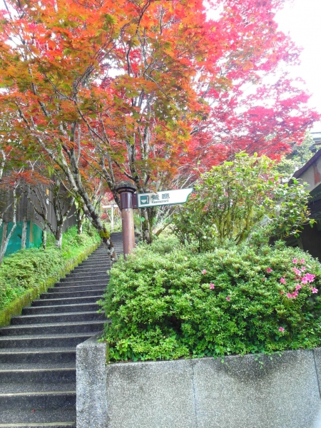 太平山中央階梯紫葉槭43800