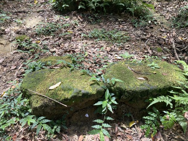 深坑 O 型環走｜大崎嶺步道・林家草厝・茶山古道・炮子崙瀑布（含冷門山徑）2895114