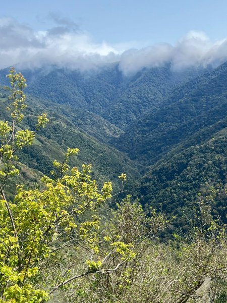 桃園 復興 中巴陵 櫻木花道3011967