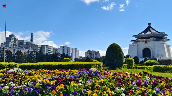 #自由廣場 #大安森林公園 #繡球花 #杜鵑 3/163016278