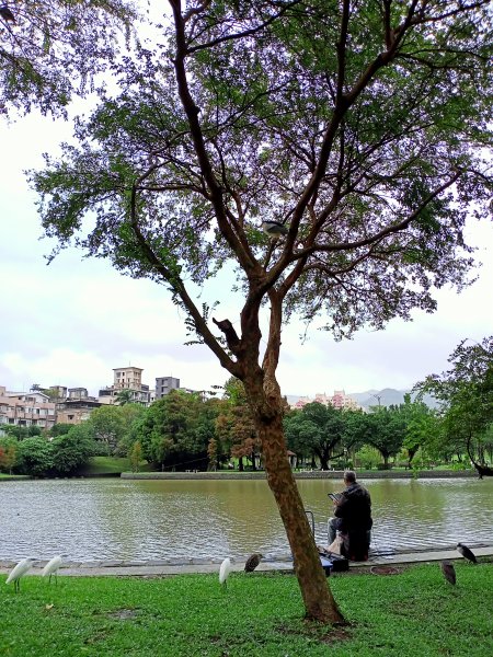 大溝溪生態治水園區、大湖公園 (防災公園) 【走路趣尋寶】1898042