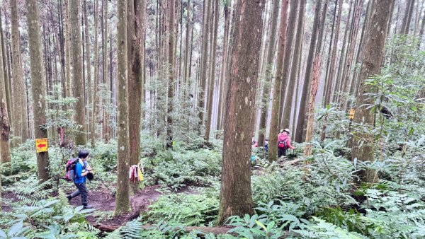 光天高山 - 向天湖山(小百岳32) 小O一圈2876935