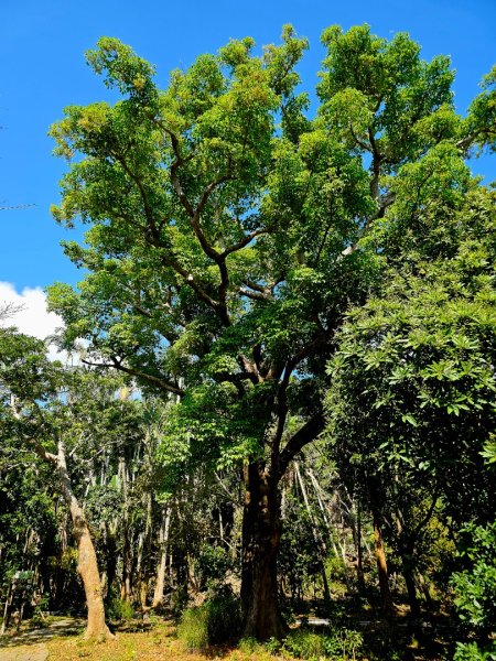 墾丁國家森林遊樂區步道群-(屏東)臺灣百大必訪步道2731251