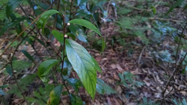 北坑山大板根東洗水山盡尾山東北峰2701689
