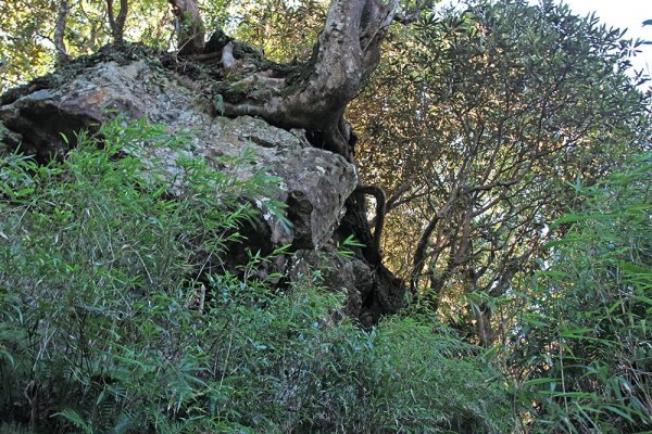 尖石魯壁山東穗山O型451904