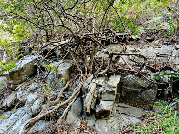 里龍山-小百岳#69-屏東縣獅子鄉2750519