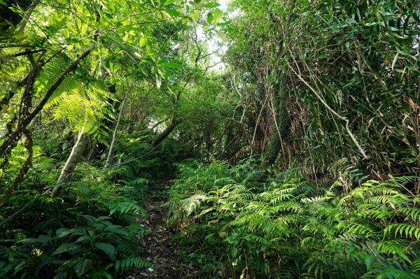 臺北 貓空圓山、貓空尖、十六分山、四面頭山、三玄宮山、鵝角格山、待荖坑山2585833