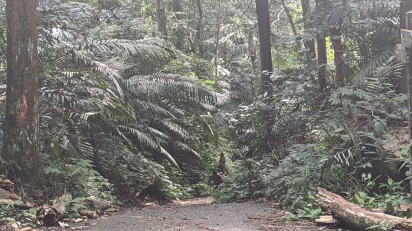 白毛山步道 (谷關七雄)1756317
