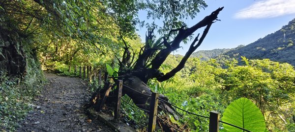 2025/06/28_馬胎+南坪古道2823739