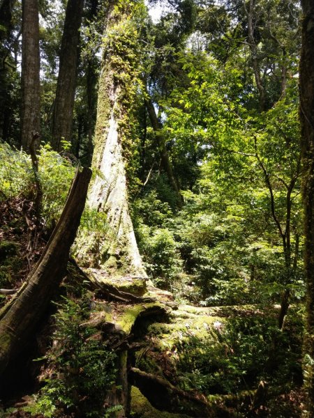 雪見休憩區（北坑山+大板根）1016326