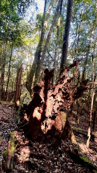 🌈11/22（六）-23（日）霞喀羅古道全段✨FB：熊熊趴爬走🌈2944593