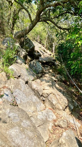 龍麟山登山步道2730764