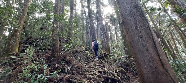 20250218 金柑樹山+忘憂森林2719535