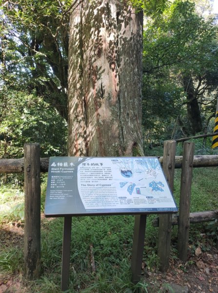 觀霧雲海山林之美2923619