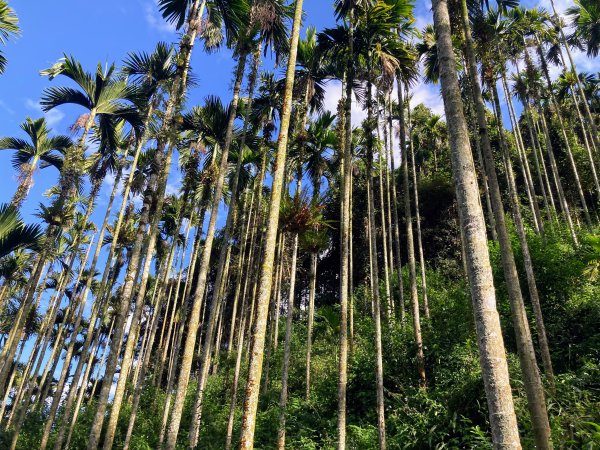 後尖山步道2683554