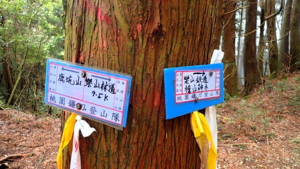 尋幽訪古遊走千年巨木和幻霧美森的樂山林道2882355