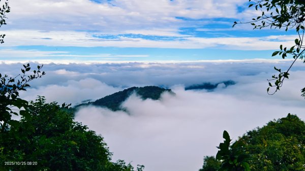 #馬那邦山 #琉璃光 #日出 #雲海 #山羌 #楓葉 10/25 & 11/12924618